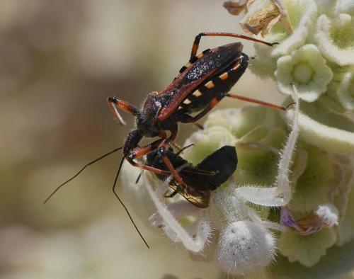 Réf. 234 704 : Rhynocoris sp.
